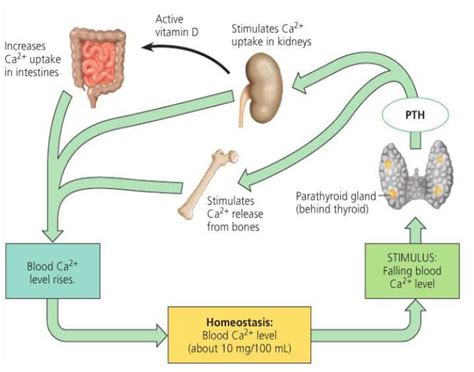 Image Pth Parathyroid Hormone Download