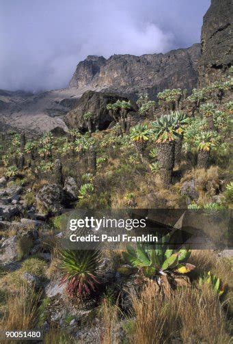 Giant Lobelia Lobelia Deckenii Giant Senecios Kilimanjaro Np Tanzania High-Res Stock Photo ...