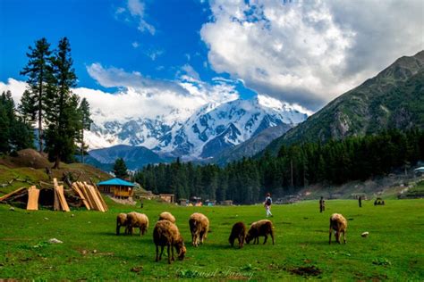 FAIRY MEADOWS, HUNZA, NARAN: 7 DAYS (DELUXE) TOUR PACKAGE - Tripako