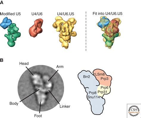 Spliceosome Structure and Function