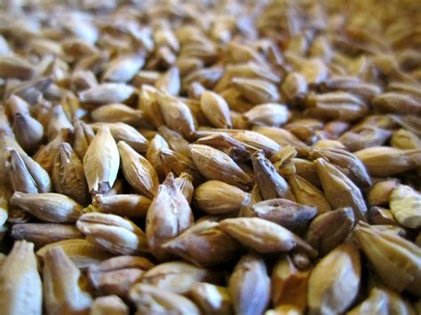 4 Sustainable Uses for Brewer’s Spent Grain | Synergy Brewing Systems