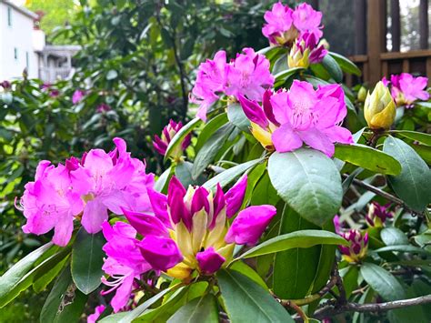 Can Rhododendrons Grow In Full Sun? [Easy Guide]