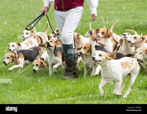 What Do Beagles Hunt