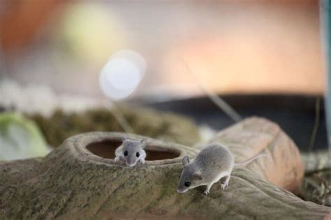 9 Smallest Rodents in the World - A-Z Animals