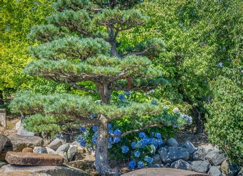 Landscaping Under Pine Trees - 15 Plants That'll Thrive! - Outdoor Happens