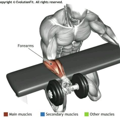 Palm Up Wrist Curl by Dave D. - Exercise How-to - Skimble