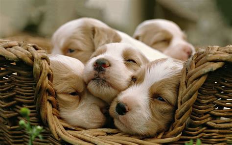 Puppy Sleeping Wallpapers on WallpaperDog