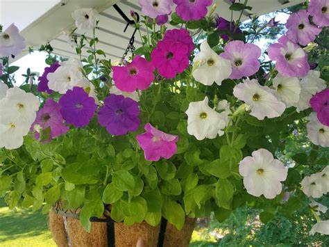 Petunia, Color Mix – Snake River Seed Cooperative