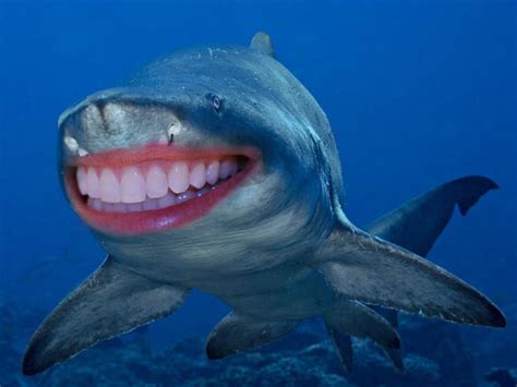 Sharks With Human Teeth Are Far Less Scary! - Gallery | eBaum's World