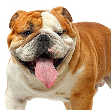 El BULLDOG INGLÉS | Descubre todo sobre esta raza de perros!