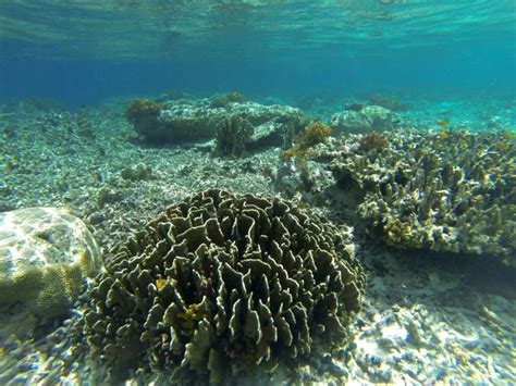 Over one third of Indonesia's coral reefs in bad state, study finds