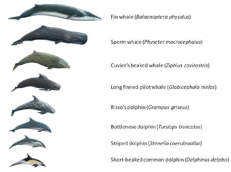 Common cetacean species inhabiting the Mediterranean. | Download ...