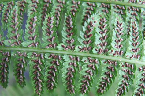 How to collect and clean fern spores - The British Pteridological Society