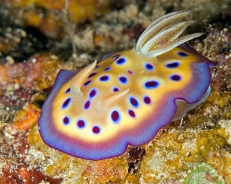 Cool Daily Pics: Most Beautiful Unseen Sea Creatures