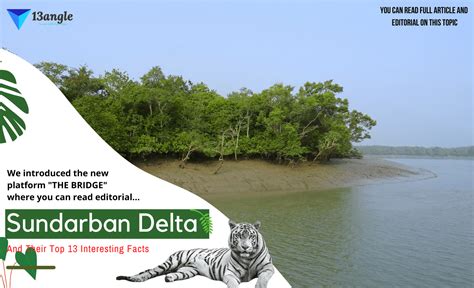 Sundarban Delta And Their Top 13 Interesting Facts | Sundarban Jungle ...