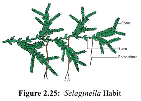 Selaginella - Pteridophytes