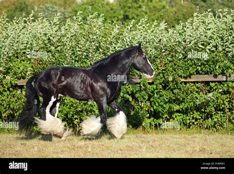 Black shire horse in the shade of a tree in sunshine on farmland Stock ...