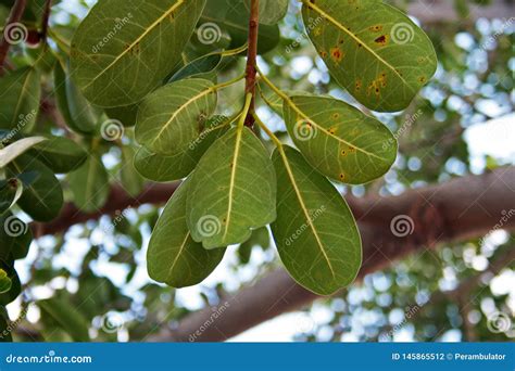 CLUSTER of OVATE LEAVES stock photo. Image of scenic - 145865512