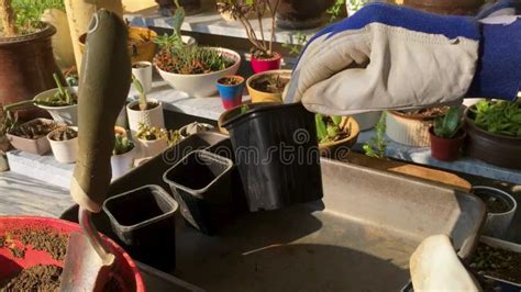 Schlumbergera Holiday Cactus Propagation and Potting into New Separate Pots Stock Video - Video ...