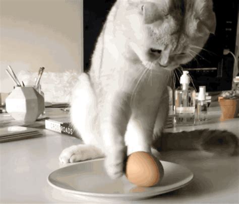 Cat Pushing Glass Off Table Gif / Hey I M A Cat It S What I Do Gif By ...