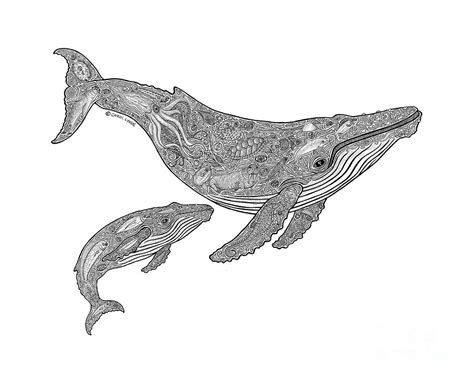 Gray Whale Drawing