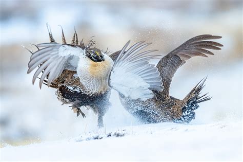 Sage-grouse Survival — Birds on the Brink