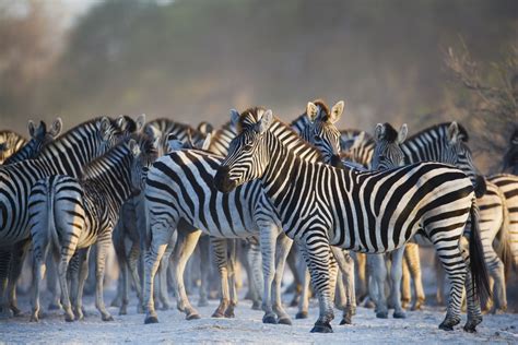 Africa's Top 15 Safari Animals and Where to Find Them