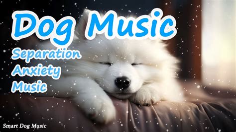 💖Give Your Dog 3 Hours of Healing, Relaxing, and Calming Piano Music🎵 ...