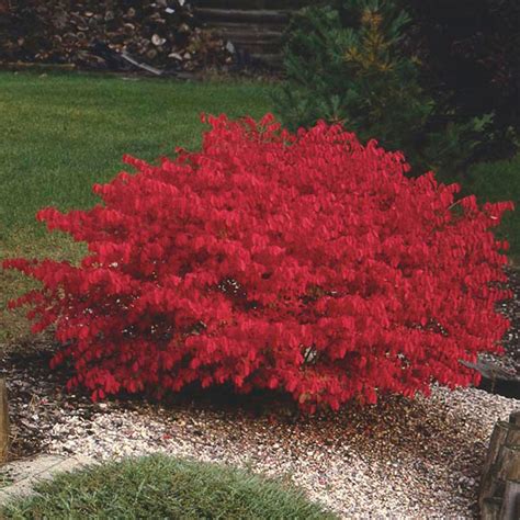 Burning Bush (Euonymus alatus) | My Garden Life