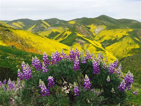 Carrizo Plain Wild Flowers, Farmland, Vineyard, Plain, River, Mountains, Natural Landmarks ...