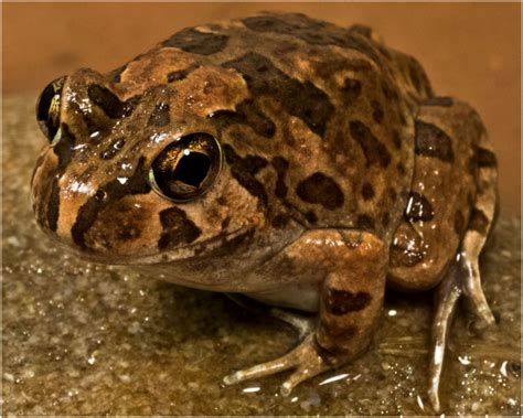 Burrowing Frog | Animal Planet's The Most Extreme Wiki | Fandom