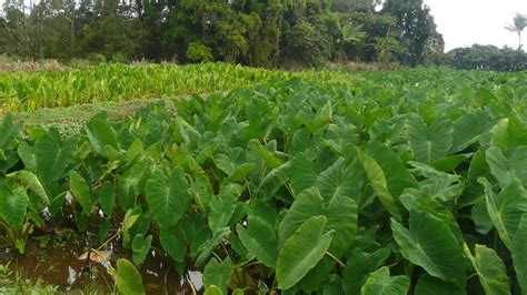 taro plant migration | ABOUT MAUI NUI