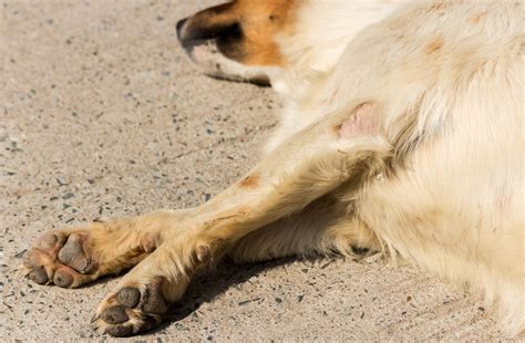 Hyperkeratosis Dog Paw: All You Need To Know - Petsmart