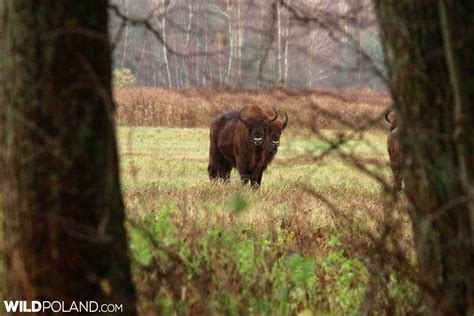 Bison Safari in the Białowieża Forest, Oct 2017 – Wild Poland