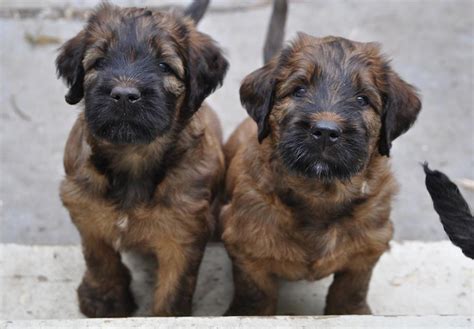 Briard Puppies For Sale - AKC PuppyFinder