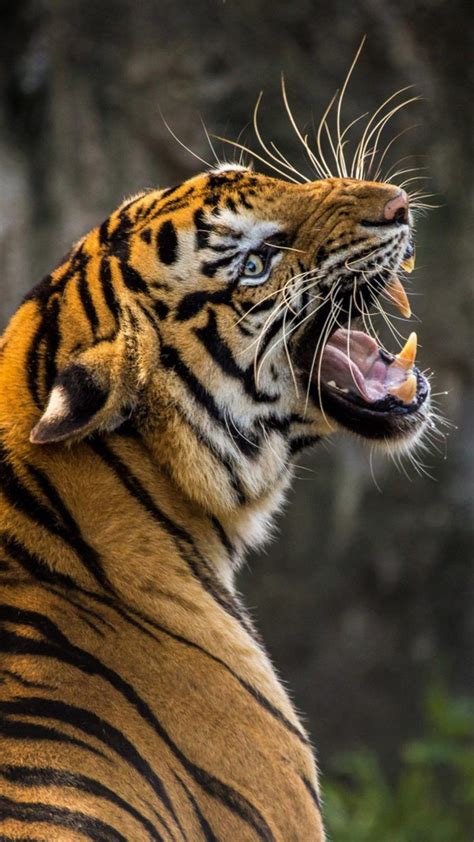 Roaring Tiger HD Mobile Wallpaper. Tier Wallpaper, Animal Wallpaper, Mobile Wallpaper, Seagrass ...