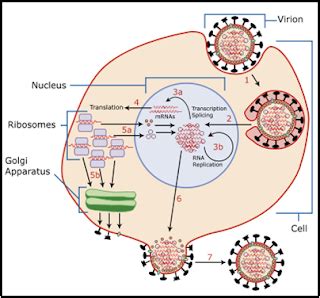 All about Viruses: Picornaviridae and Orthomyxoviridae