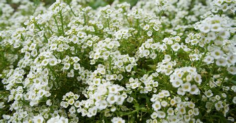 Low Growing Sun Perennials — Sunnyside Nursery