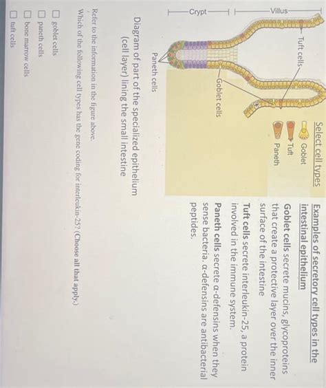 Solved Examples of secretory cell types in the intestinal | Chegg.com