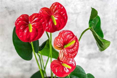 How to Grow and Care for Anthurium Houseplants (Laceleaf)