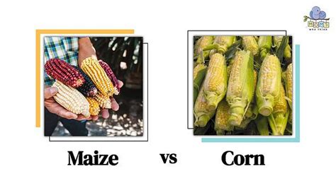 Maize vs Corn: Similarities and Differences