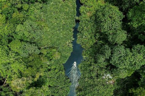 Perbaiki Hutan Rawa Gambut, Restorasi Ekosistem Riau Catat Kemajuan ...