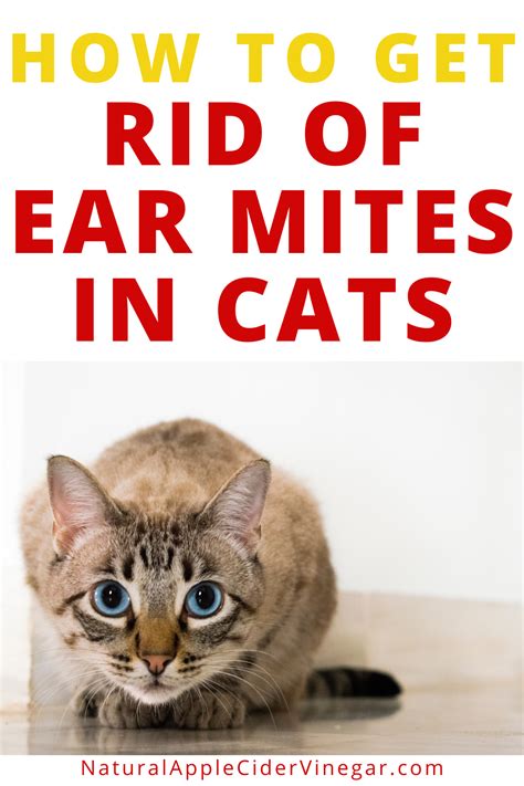 How to Get Rid of Ear Mites in Cats - Natural Home Remedy - All Natural Home | Cat remedies, Cat ...