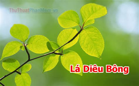 Lá Diêu Bông là gì? Lá Diêu Bông có thật không?