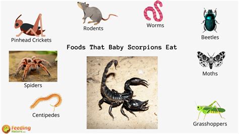 What Do Baby Scorpions Eat? - Feeding Nature