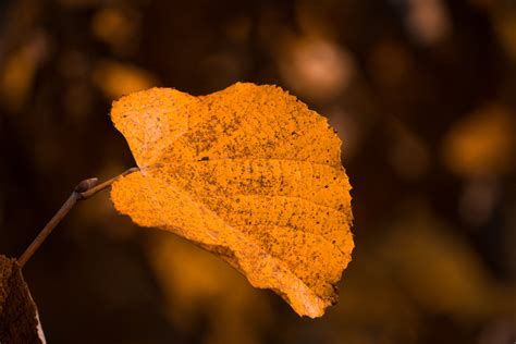 Orange Leaf in Close Up Photography · Free Stock Photo