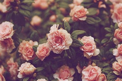 Vintage Flower Background, Pink Vintage, HD wallpaper | Peakpx