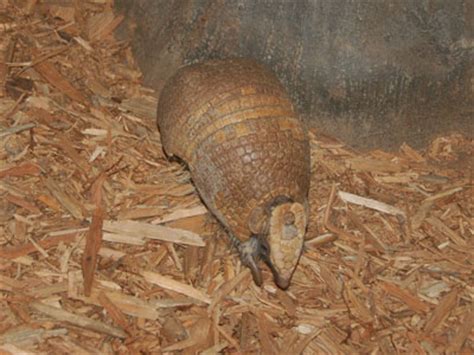 The Online Zoo - Southern Three-banded Armadillo