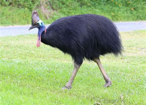 Casuario es un género de aves Casuariformes de la familia Casuariidae conocidas como casuarios ...