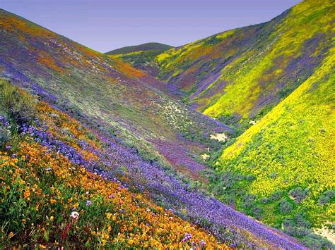 Wildflowers In The Mountains - Across the King's River